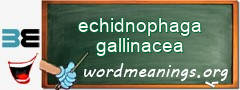 WordMeaning blackboard for echidnophaga gallinacea